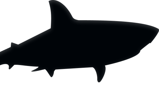 Shark image